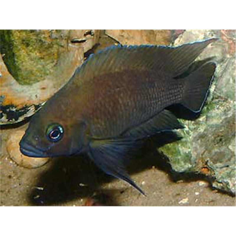 Lamprologus moorii - imagine 5